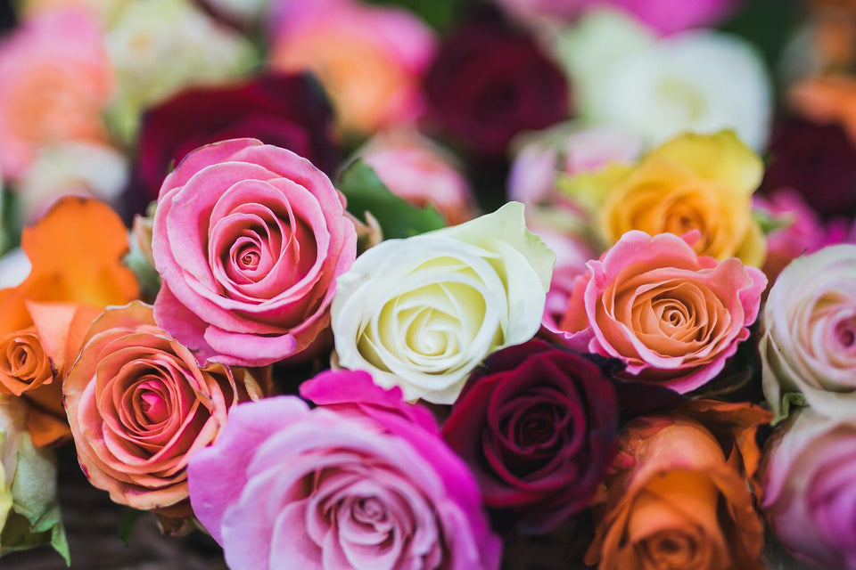 The Rose Toy Buying Guide You Must See Before Buying - Fun-Mates The Rose Toy Buying Guide You Must See Before Buying - Fun-Mates